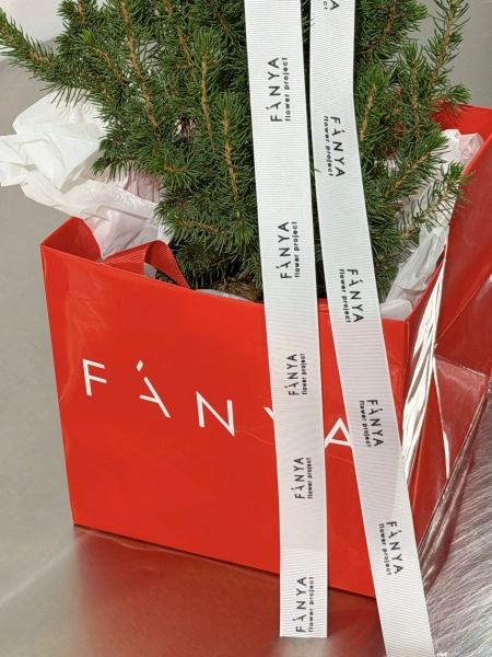 Ель "Коника" в пакете высота от 40 до 50 см