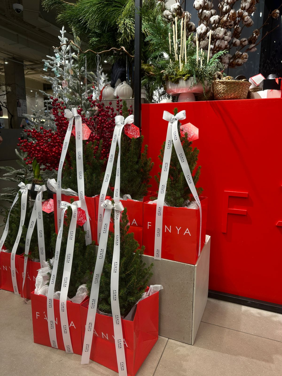 Ель "Коника" в пакете высота от 40 до 50 см